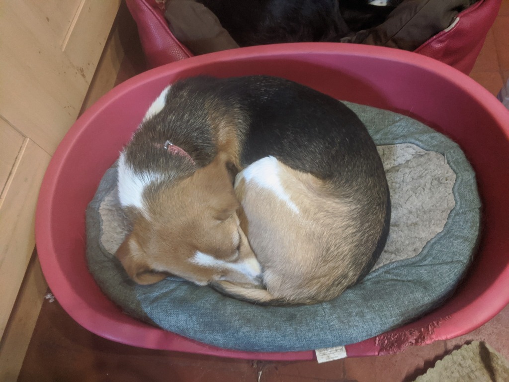 My dog, curled up asleep in her bed