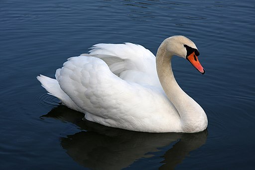 Swan on some water
